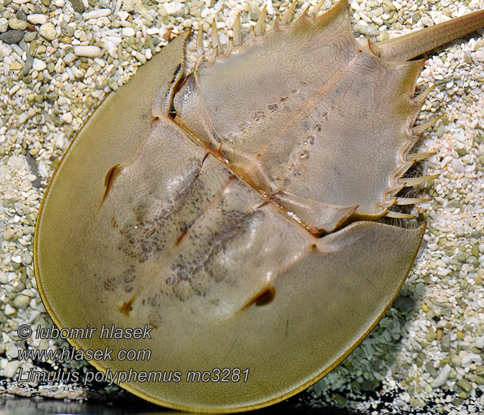 Limulus polyphemus Ostrorep americký Atlantic horseshoe crab