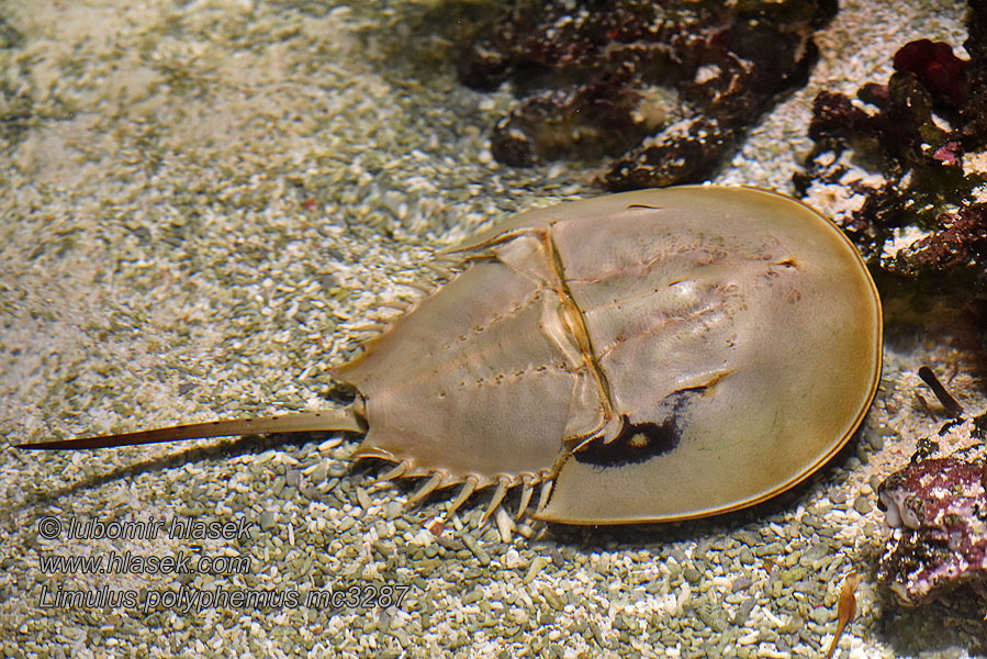 Limulus polyphemus Cangrejo herradura Atlántico アメリカカブトガニ 美洲鱟