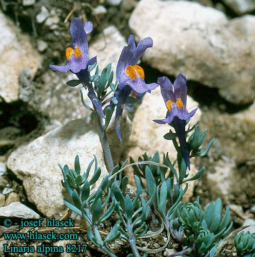 Alpenleeuwenbek Linaiola alpina Alpi Elterjedése Alpen-Leinkraut