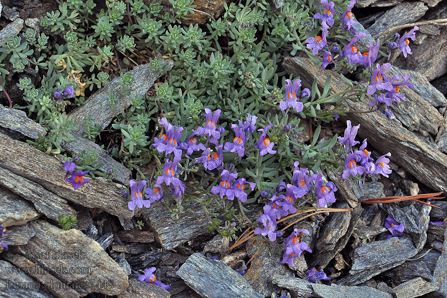 Linaria alpina Lniczka lnica alpejska Pyštek alpínsky