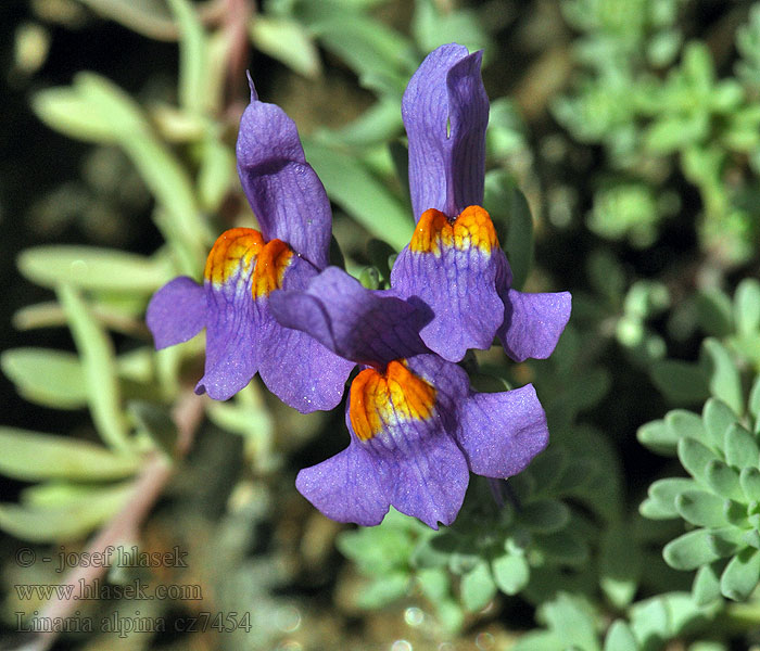 Linaria alpina Lnice alpská Alpsporre Alpski lanilist