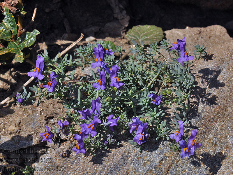 Lnice alpská Linaria alpina