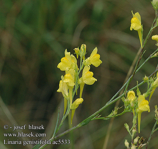 Linaria genistifolia Broomleaf toadflax Lnice kručinkolistá