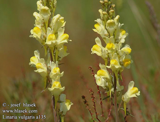 Linaria vulgaris arvensis Echtes Leinkraut Lnice obecná Kannusruoho