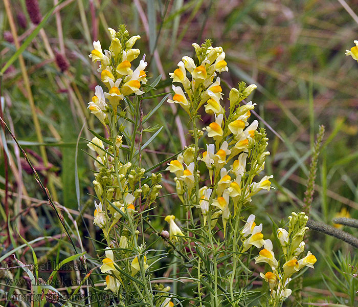 Linaria vulgaris Льнянка обыкновенная Pyštek obyčajný