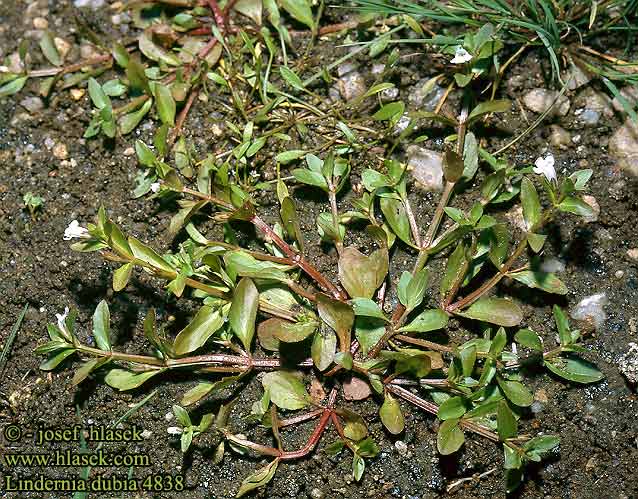 Lindernia dubia Moistbank false pimpernel Lindernie douteuse