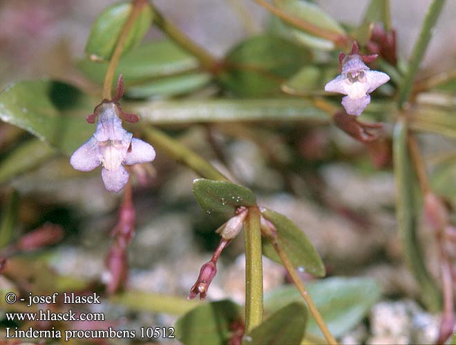 Lindernia procumbens Prostrate false pimernel Lindernie couchée