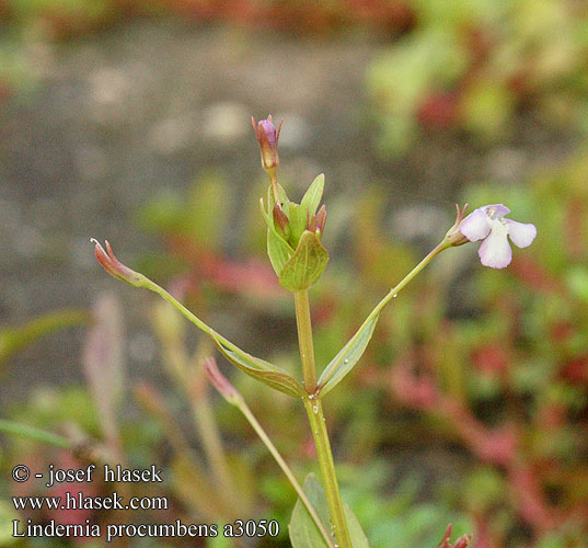 （アメリカ畔菜） Lindernia procumbens Prostrate false pimernel