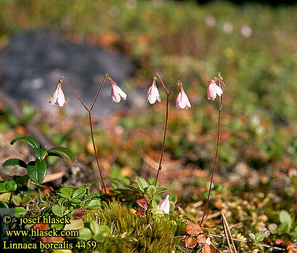 Linnaea borealis Twin-flower Twinflower Linnaa Vanamot Linnée boréale