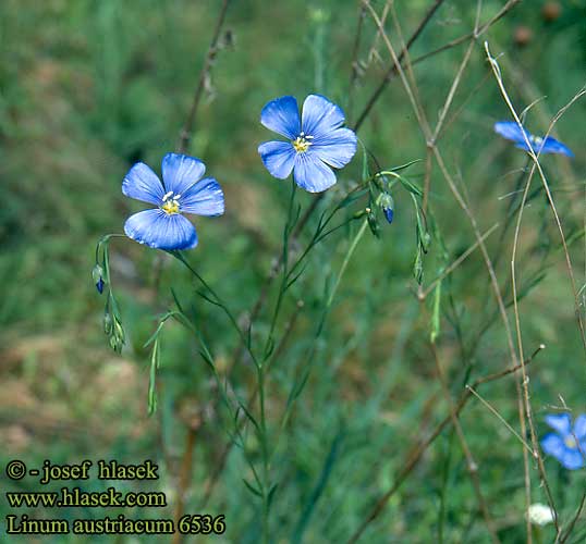 Linum austriacum Ostrigsk hor Lin d'autriche Lino d'austria