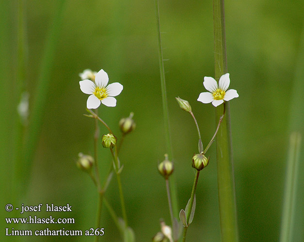 Linum catharticum