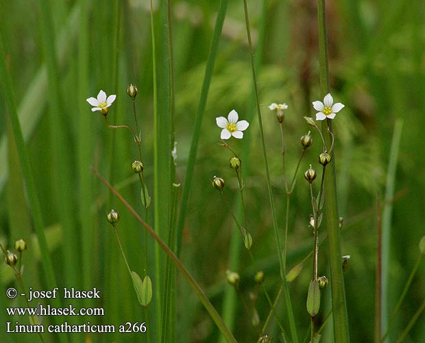 Linum catharticum