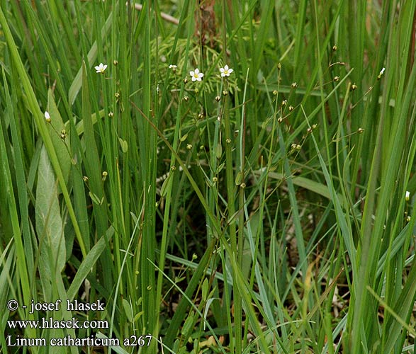 Linum catharticum