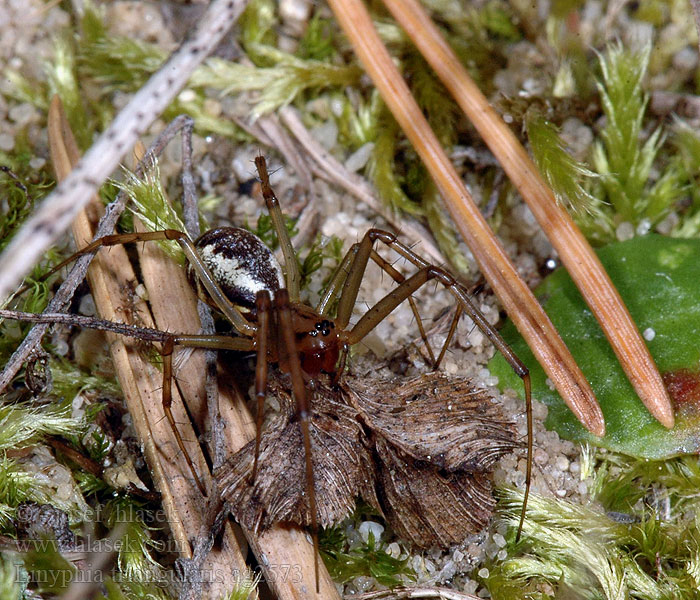 Linyphia triangularis Plachetnatka keřová Herfsthangmatspin