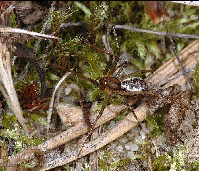 Linyphia triangularis Osnuwik pospolity Паук балдахинный