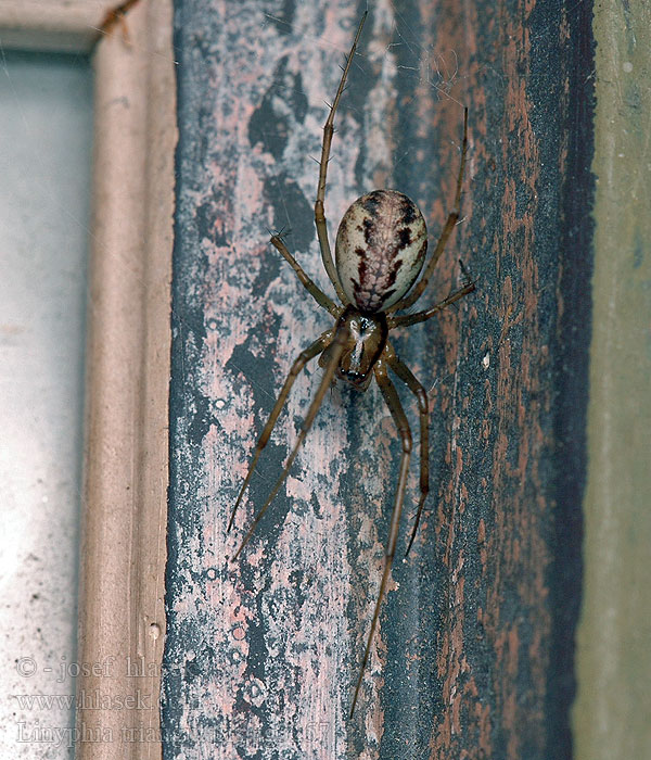 Linyphia triangularis Herfsthangmatspin Common Hammock-weaver