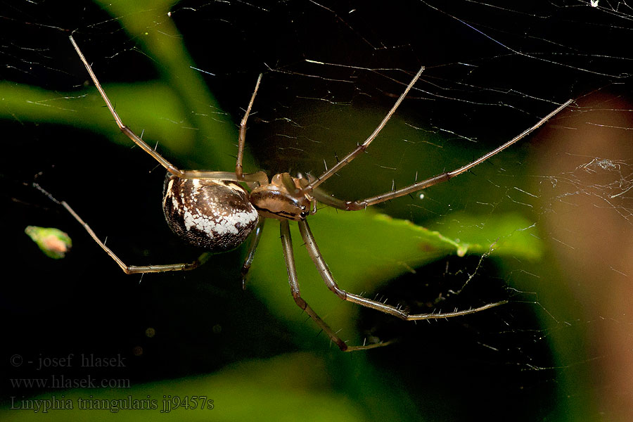 Plachetnatka keřová Herfsthangmatspin Linyphia triangularis