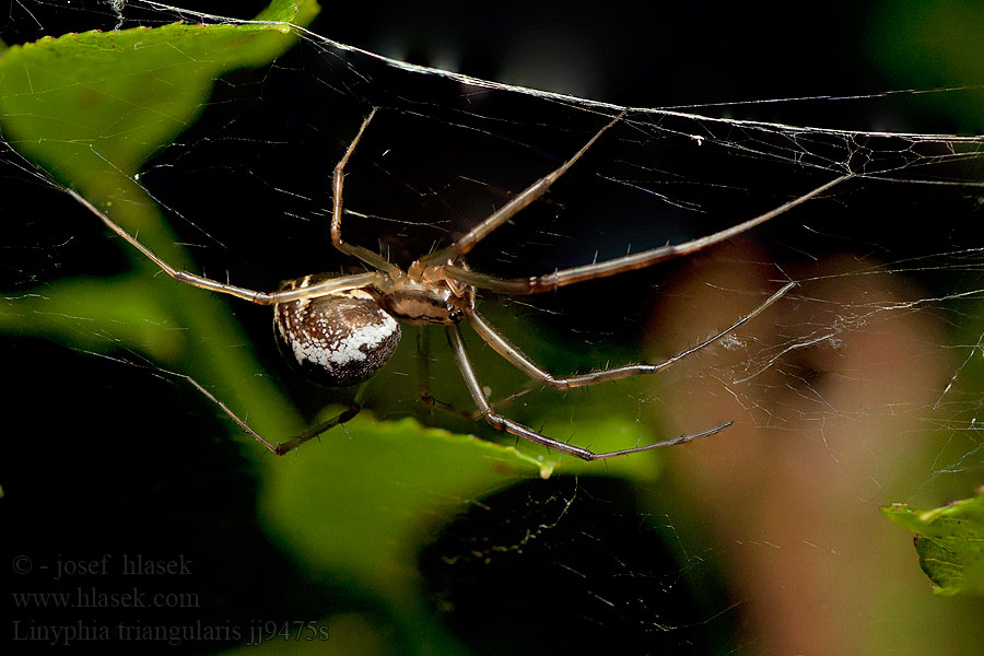 Osnuwik pospolity Паук балдахинный Linyphia triangularis