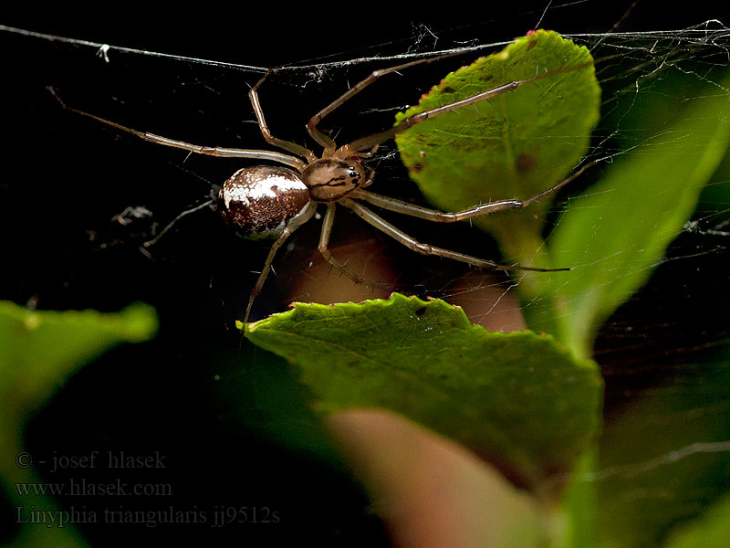 Herfsthangmatspin Common Hammock-weaver Linyphia triangularis