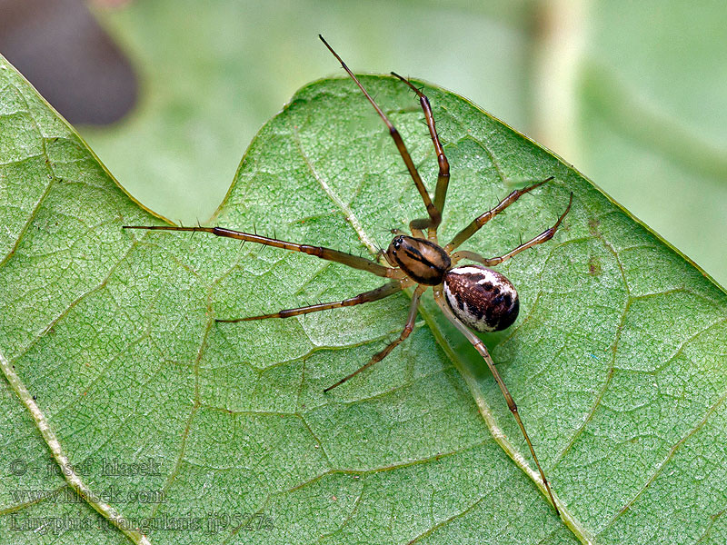 Linyphia triangularis