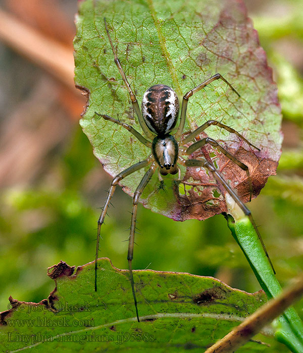 Plachetnatka keřová Linyphia triangularis