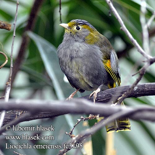 Liocichla omeiensis Omei Shan Liocichla Sojkovec sečuánsky s-čchuanský Timálie sečuánská Omeihäherling Omei Pragttimalie Charlatán Omei Emeintimali Garrulaxe Omei Liocicla monte Omei ハイムネヤブドリ Mount Omei-timalia Krasnoliczek samotny Emeishanmesia 灰胸薮鹛 Emeilattertrost Лиоцихла омейская