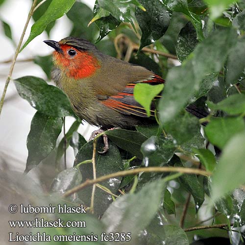 Liocichla omeiensis fc3285