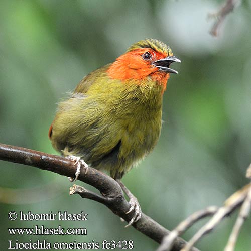 灰胸薮鹛 Emeilattertrost Лиоцихла омейская Liocichla omeiensis Omei Shan Liocichla Sojkovec sečuánsky s-čchuanský Timálie sečuánská Omeihäherling Omei Pragttimalie Charlatán Omei Emeintimali Garrulaxe Omei Liocicla monte Omei ハイムネヤブドリ Mount Omei-timalia Krasnoliczek samotny Emeishanmesia