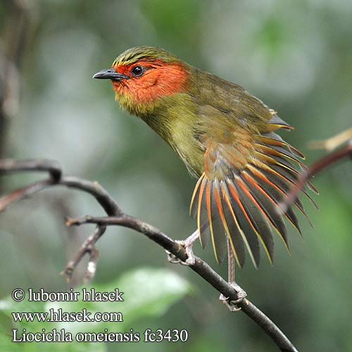 Liocichla omeiensis fc3430