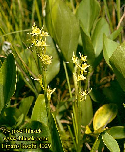 Liparis loeselii Fen orchid Mygblomst Kiiltovalkku Liparis Loesel