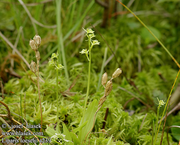 Liparis loeselii Mygblomst Kiiltovalkku Лосняк Лёзеля Жировик Льозеля