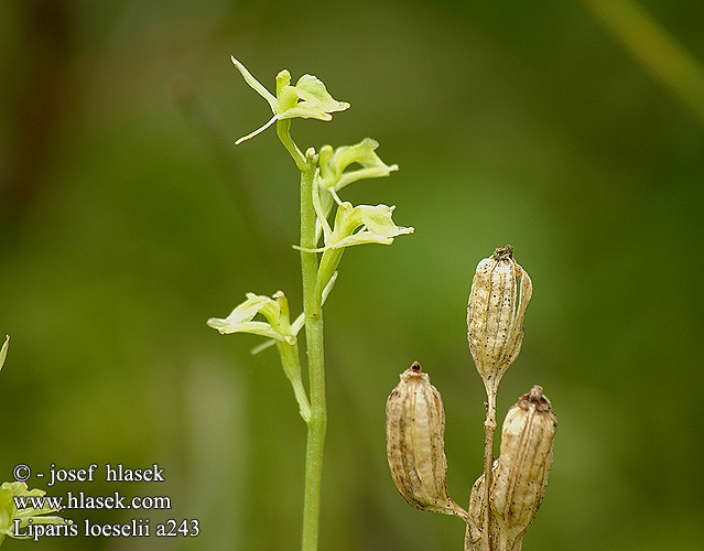 Liparis loeselii Fen orchid Hľuzovec loeselov