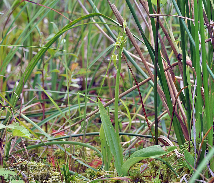 Fen orchid Sumpf Glanzkraut Liparis loeselii