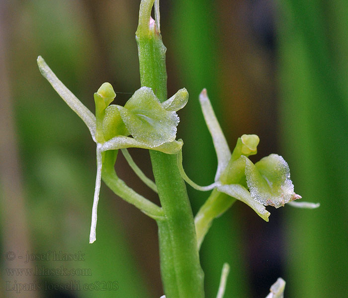 Groenknolorchis Gulyxne Mygblomst Liparis loeselii