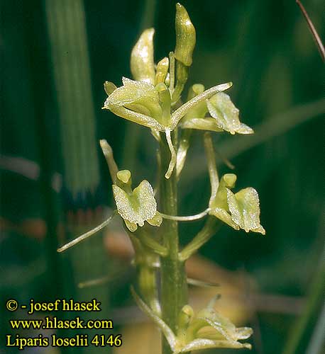 Liparis loeselii Groenknolorchis Hagymaburok Sumpf Glanzkraut