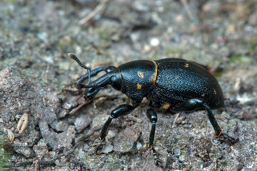 Liparus_coronatus