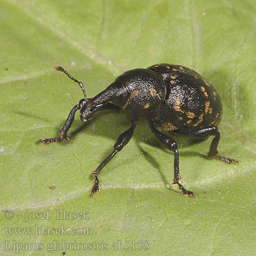 Liparus glabrirostris Klikoroh devětsilový Tvrdoň deväťsilový Hoefbladsnuitkever Acsalapu ormányos Großer Pestwurzrüßler Pestwurzrüssler Rüsselkäfer Rozpucz lepiężnikowiec