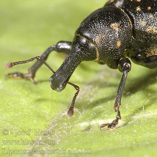 Hoefbladsnuitkever Acsalapu ormányos Großer Pestwurzrüßler Pestwurzrüssler Rüsselkäfer Rozpucz lepiężnikowiec Liparus glabrirostris Klikoroh devětsilový Tvrdoň deväťsilový