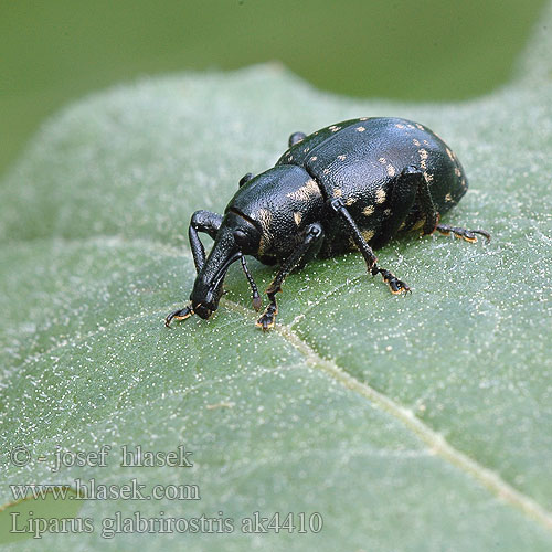 Rozpucz lepiężnikowiec Liparus glabrirostris Klikoroh devětsilový Tvrdoň deväťsilový Hoefbladsnuitkever Acsalapu ormányos Großer Pestwurzrüßler Pestwurzrüssler Rüsselkäfer