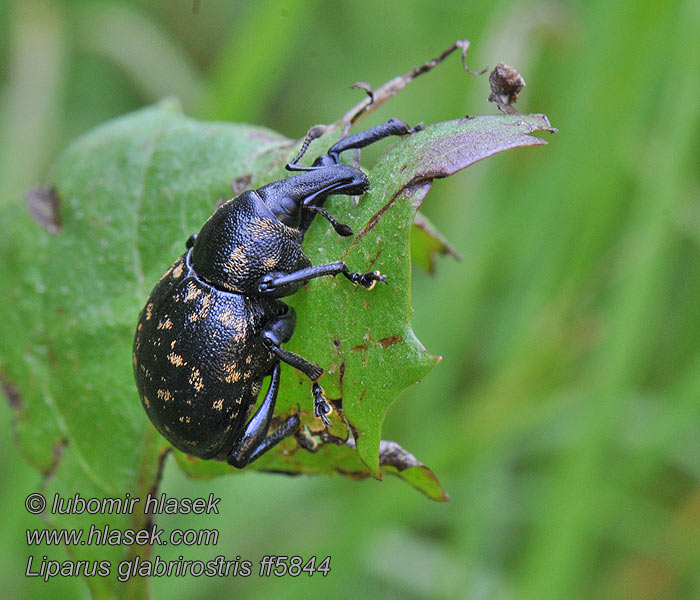 Klikoroh devětsilový Liparus glabrirostris