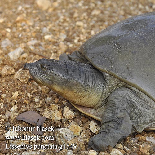 Lissemys punctata 緣板鱉 Indian flapshell turtle インドハコスッポン Индийская лопастная черепаха ตะพาบหับอินเดีย Indiai leffentyűsteknős Indische klepweekschildpad Kožnatka indická Kožitka tečkovaná Indisk klapblødskildpadde Trionyx clapets Inde Tartaruga alata indiana Kožnatka bodkovaná Tortuga Carapacho Suave Hindú