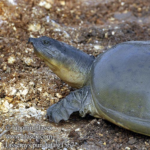 Индийская лопастная черепаха ตะพาบหับอินเดีย Indiai leffentyűsteknős Indische klepweekschildpad Kožnatka indická Kožitka tečkovaná Indisk klapblødskildpadde Trionyx clapets Inde Tartaruga alata indiana Kožnatka bodkovaná Tortuga Carapacho Suave Hindú Lissemys punctata 緣板鱉 Indian flapshell turtle インドハコスッポン