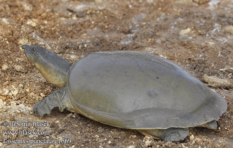 Indische klepweekschildpad Kožnatka indická Kožitka tečkovaná Indisk klapblødskildpadde Trionyx clapets Inde Tartaruga alata indiana Kožnatka bodkovaná Tortuga Carapacho Suave Hindú Lissemys punctata 緣板鱉 Indian flapshell turtle インドハコスッポン Индийская лопастная черепаха ตะพาบหับอินเดีย Indiai leffentyűsteknős