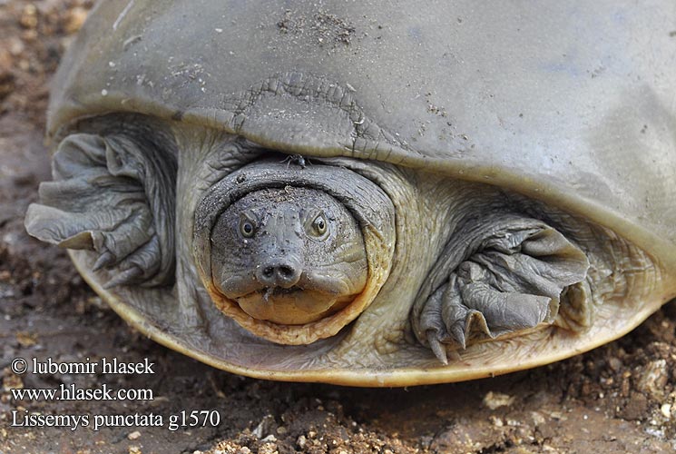 Indisk klapblødskildpadde Trionyx clapets Inde Tartaruga alata indiana Kožnatka bodkovaná Tortuga Carapacho Suave Hindú Lissemys punctata 緣板鱉 Indian flapshell turtle インドハコスッポン Индийская лопастная черепаха ตะพาบหับอินเดีย Indiai leffentyűsteknős Indische klepweekschildpad Kožnatka indická Kožitka tečkovaná