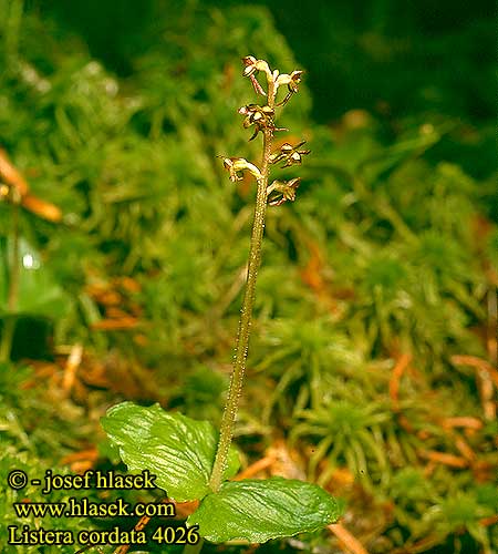 Listera cordata Lesser twayblade Hjertebladet fliglabe Herttakaksikko