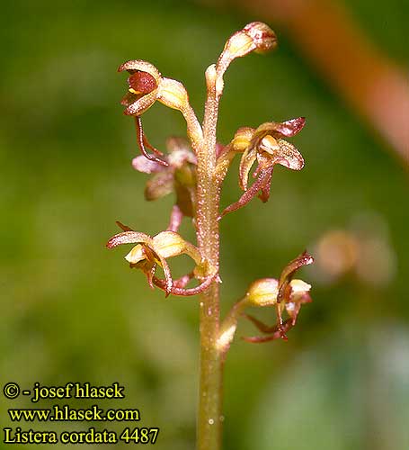 Listera cordata Kleines Zweiblatt Bradáček srdčitý Тайник сердцевидный