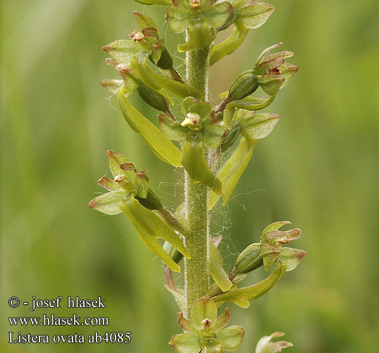 Listera ovata Common twayblade Ægbladet fliglæbe Soikkokaksikko