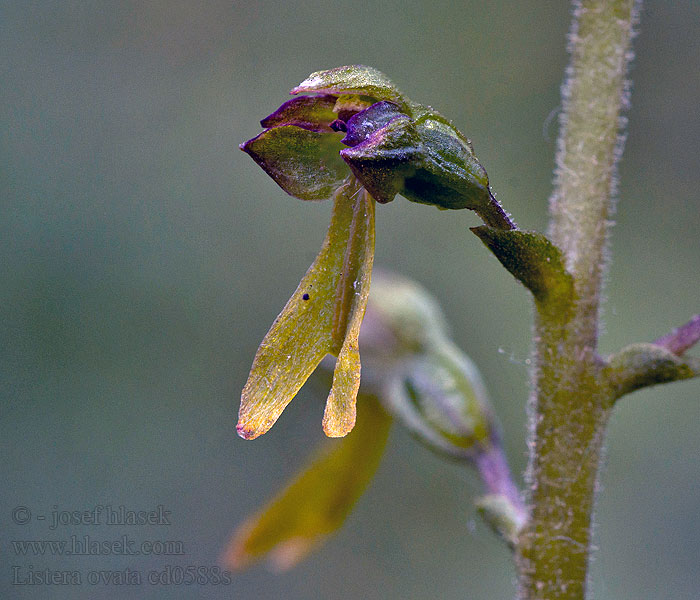 Common twayblade Тайник яйцевидный Listera ovata