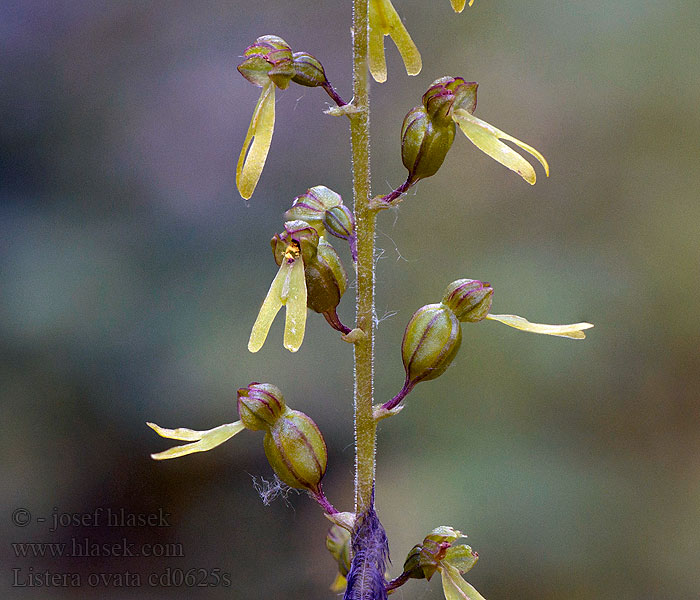 Listera ovata