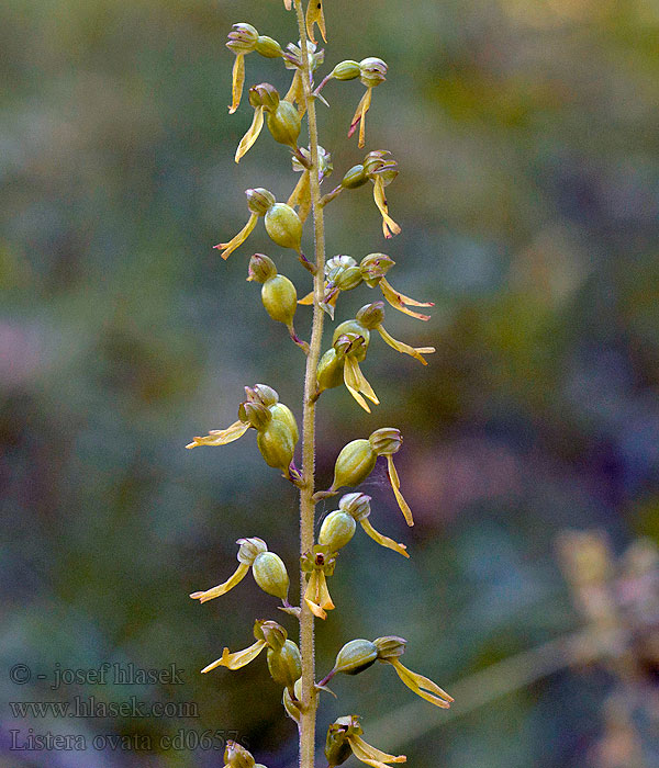 Grande listère feuilles ovales Listera ovata